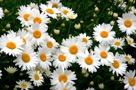 (1 Gallon) Leucanthemum X Superbum Becky Shasta Daisy