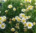 4.5 Inch Pot/10 Count Flat: Bellium Minutum Miniature Mat Daisy