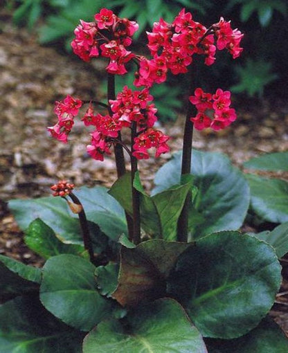 ( Quart Pot/10 Count Flat ) Bergenia Cordifolia Winter Glow- Thick Evergreen Cabbage-Like Foliage with Burgundy Fall, Winter, and Spring Color.