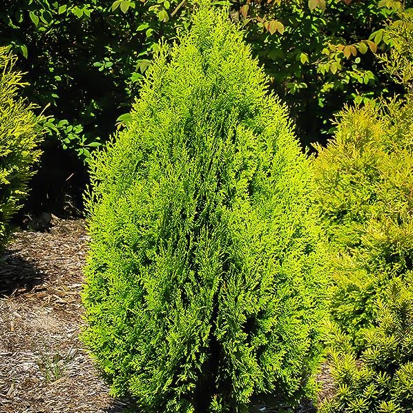 Thuja Berkman