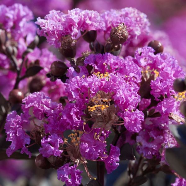 Purple Crape Myrtle-Sensational Pretty Purple Blossoms, Exceptionally Fast Grower