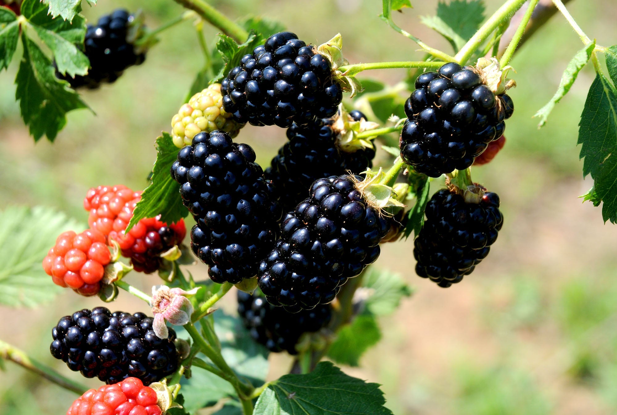 Ouachita Blackberry, Large, Very Sweet Thorn-Less Blackberry. Upright and Erect Canes