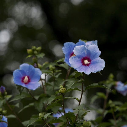 Bluebird Rose of Sharon, Vibrant Violet-Blue Single Blossoms with Dramatic, Dark Eye