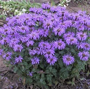 1 Gallon Pot: Monarda Sugar Buzz® &