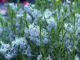(1 Gallon) Amsonia Hubrechtii Blue Star - Ja Graceful and Long-Lived Native Plant with Very Fine Foliage, Clusters of Steel Blue Flowers.