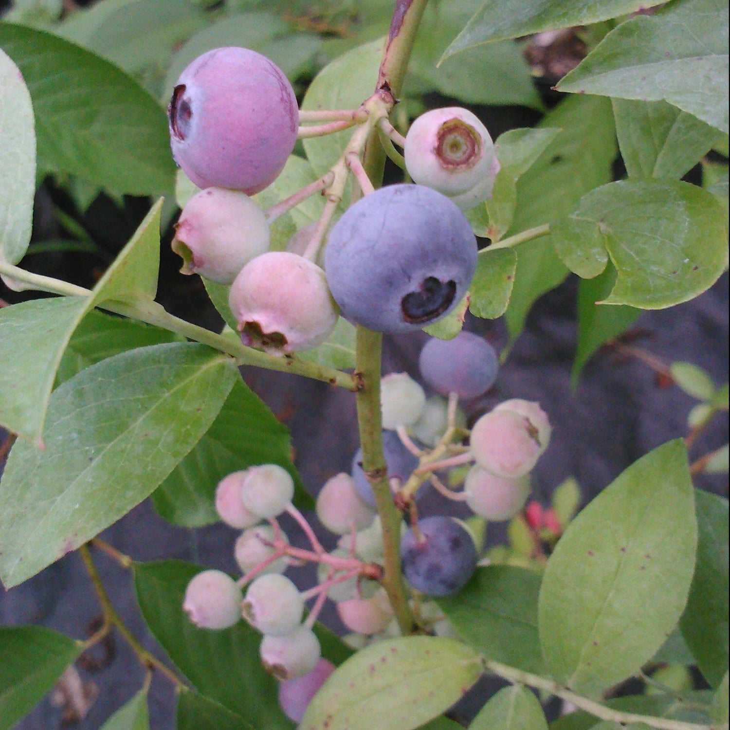 Ochlockonee Blueberry Bush, Berries Are a Deep Blue Color That Isfirm and Keeps Well