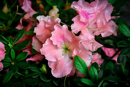 Blush Elegance Rebloom Azalea