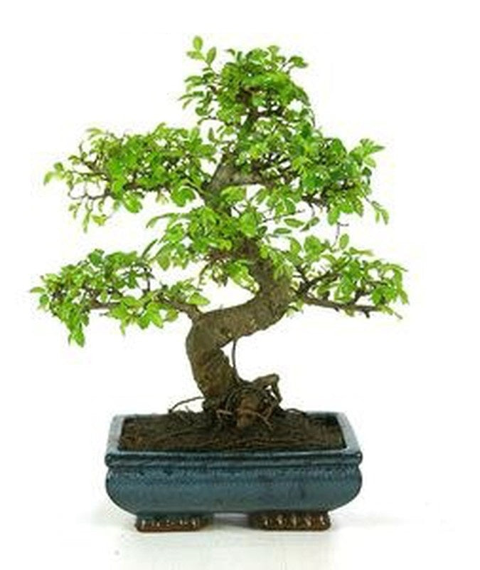 (Ceramic Pot) Bonsai Money Tree (Live Plant), Known As &