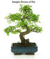 (Ceramic Pot) Podocarpus Bonsai (Live Plant)