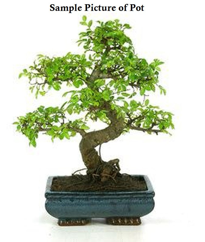 (Ceramic Pot) Bonsai, Ficus Ginseng (Live Plant)