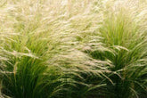 Quart Pot/10 Count Flat: Grass: Nassella (Stipa) Tenuissima &