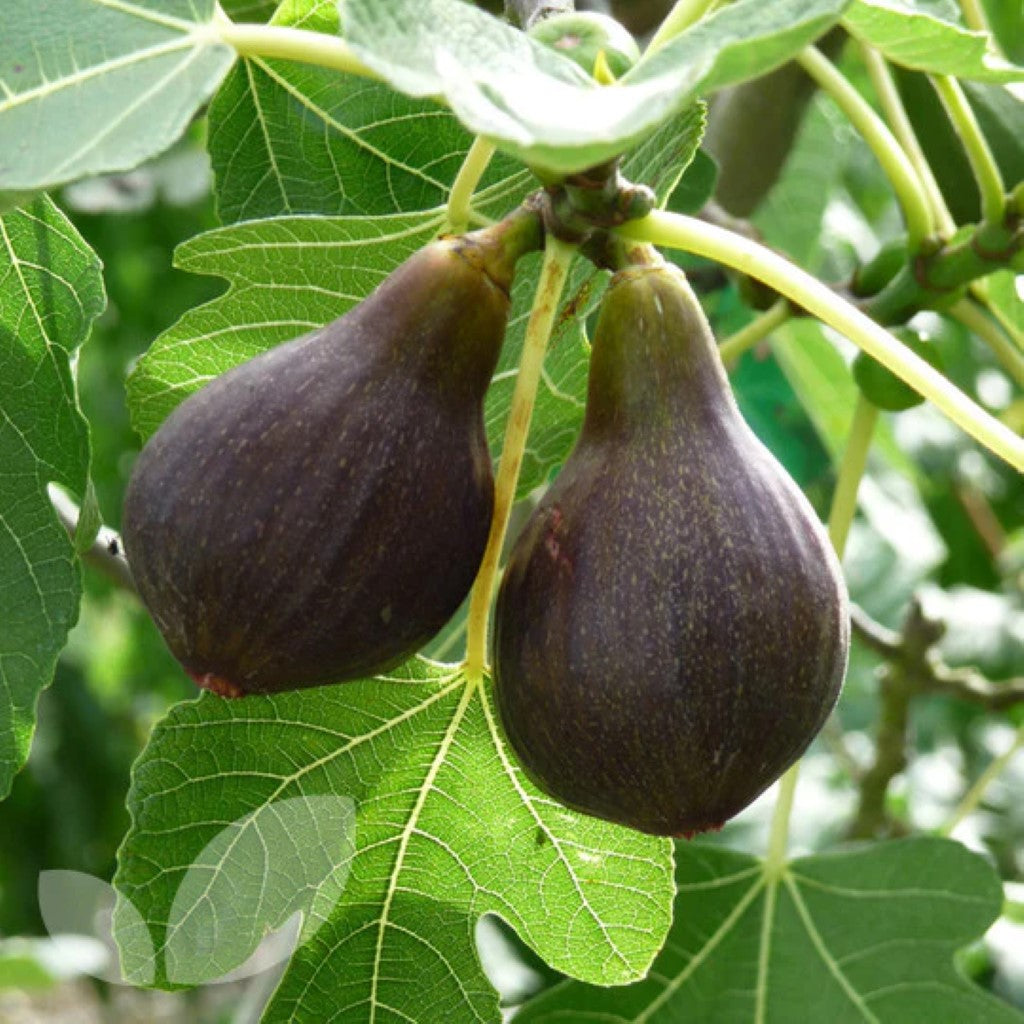 Brown Turkey Fig Tree - Nutritious Rusty Red to Prupelish Figs