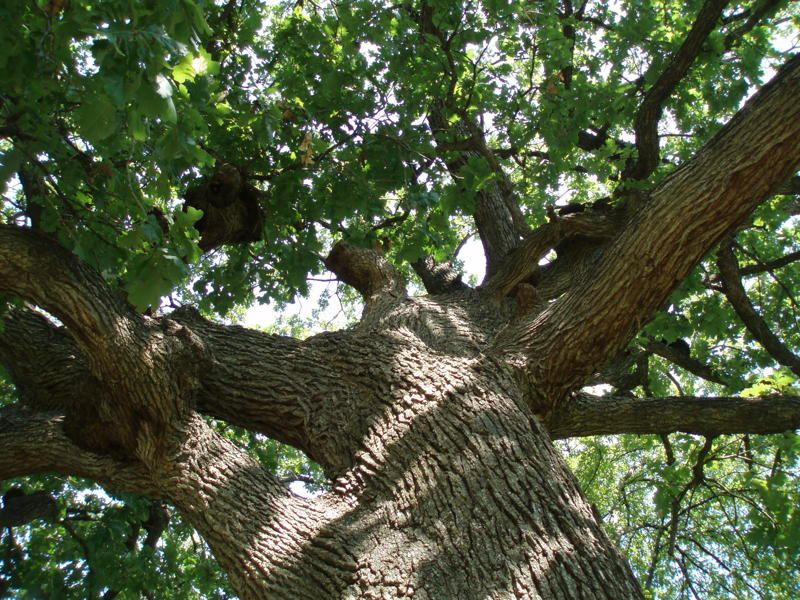 (1 Gallon, Bareroot) Nuttall Oak- This Beautiful Oak Tree Grows At a Fast Rate