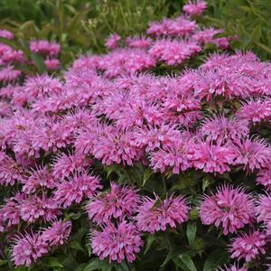 (1 Gallon) Monarda Sugar Buzz &