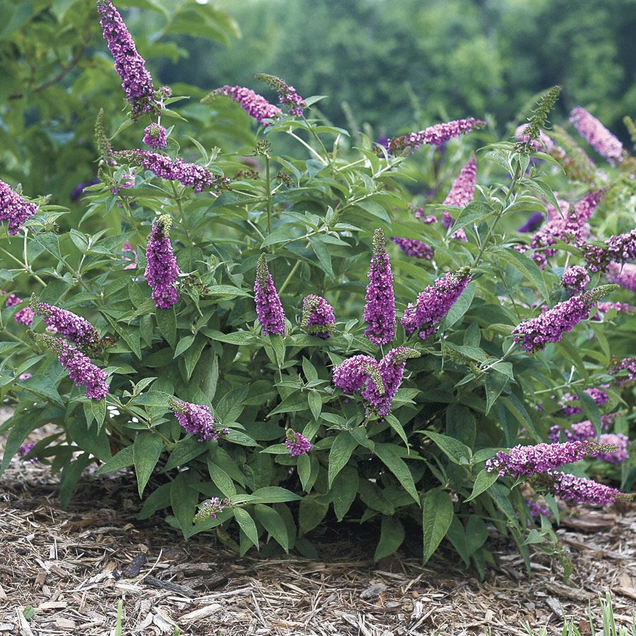 Buddleia (Butterfly Bush), Cranrazz Cranberry Red Flowers Bloom From Spring To Mid-Fall On Well-Branched Plants