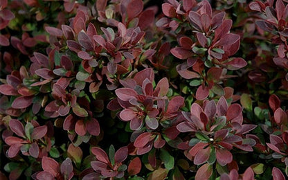 (3 Gallon) Royal Burgundy Barberry- Beautiful Broad-Rounded, Shrub with Obovate Green Leaves