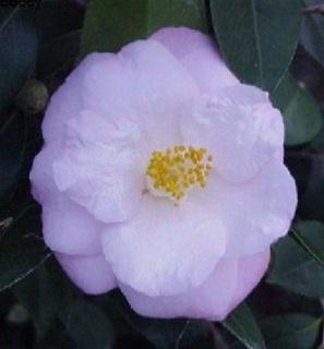 Camellia Japonica Berenice Boddy-White shading to light pink Blooms