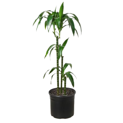 Dracaena &