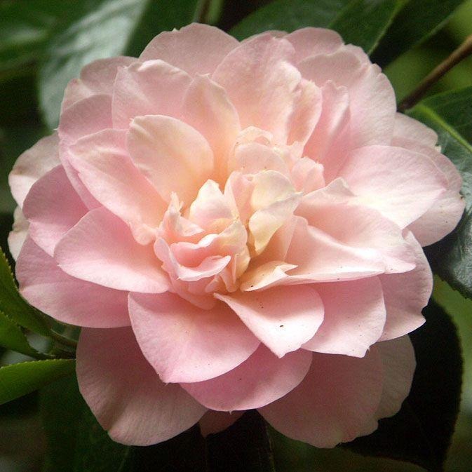 Marjorie Magnificent Camellia-Stunning Pale Pink Blooms