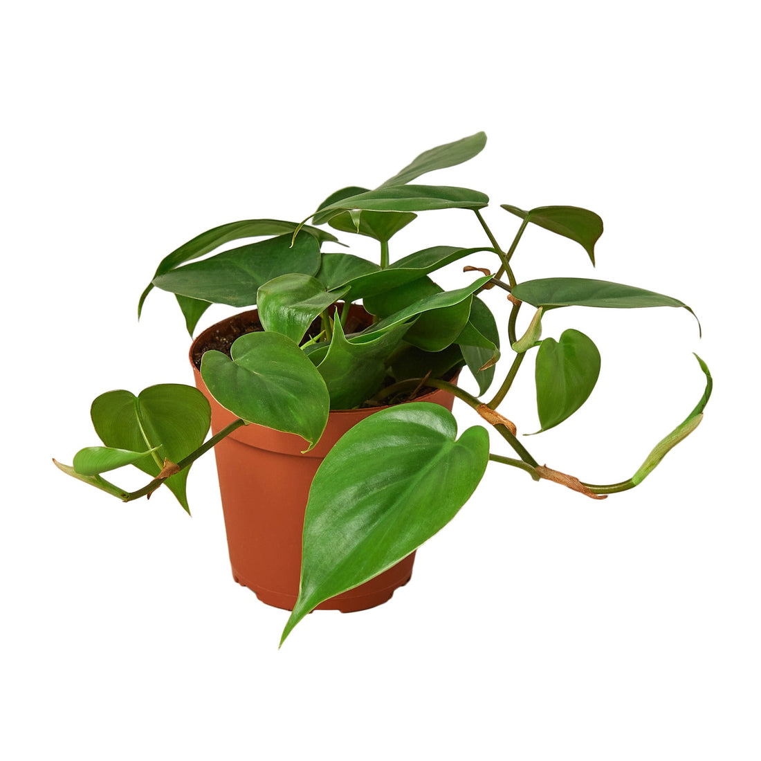 Philodendron Cordatum Heartleaf - 4&quot; Pot - NURSERY POT ONLY