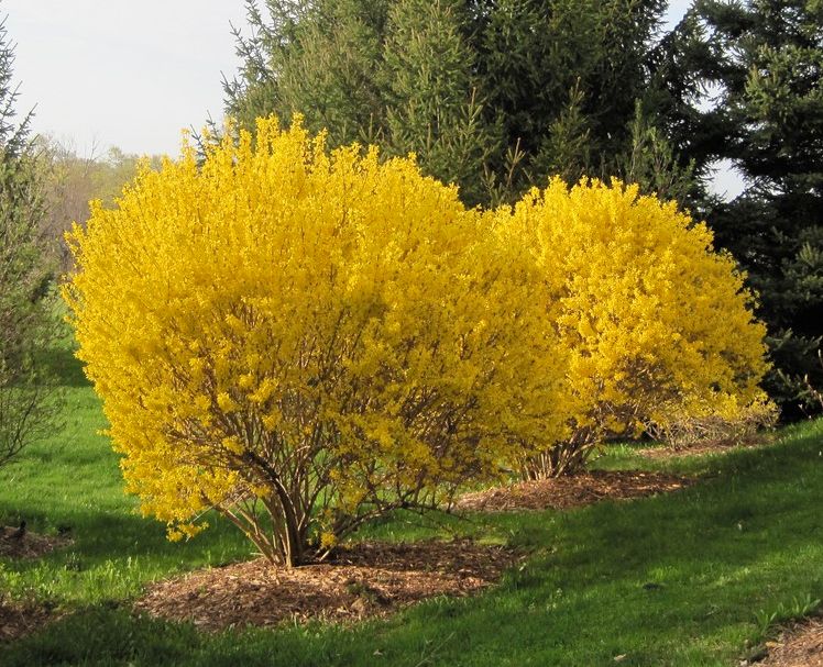 Forsythia &quot;Lynwood Gold&quot; Beautiful, Vibrant Yellow Blooms Late Winter To Spring, Attractive Purple Tinge To Fall Leaves. Cold Hardy Variety.