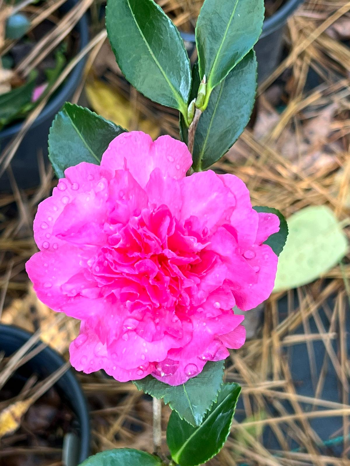 Sparkling Burgundy Camellia-Exceptional Pink Double Blooms