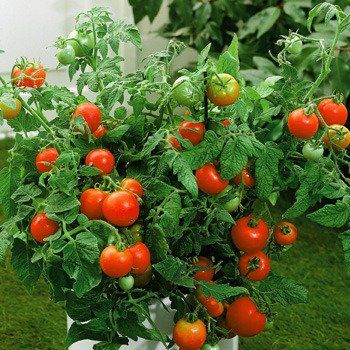 Tomato Plant &
