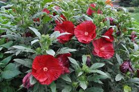 (1 Gallon) Hibiscus Cranberry Crush Pp21984 Proven Winners® - Black Buds Open To Glossy, Deep Scarlet Red, Flowers