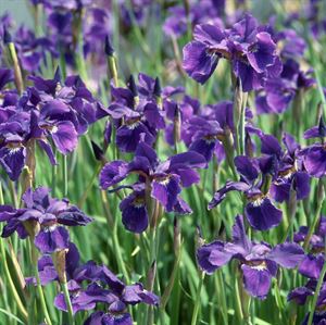 1 Gallon Pot: Iris Sibirica &