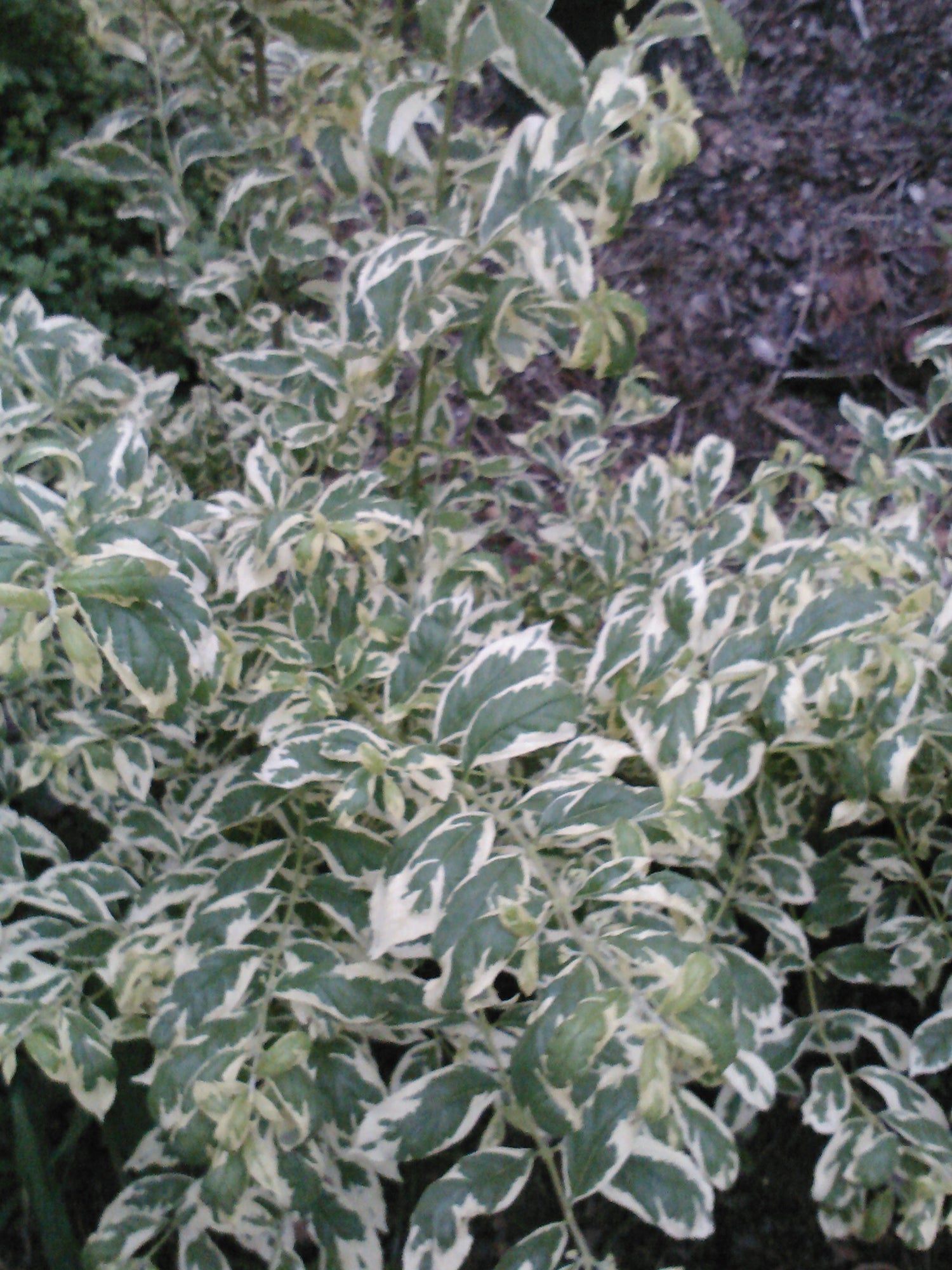 Callicarpa &quot;Duet&quot; Gorgeous Foliage-Variegated, Very Pretty Foliage-Beautiful Variegated Leaves, Eye-Catching Bright Purple Berries.