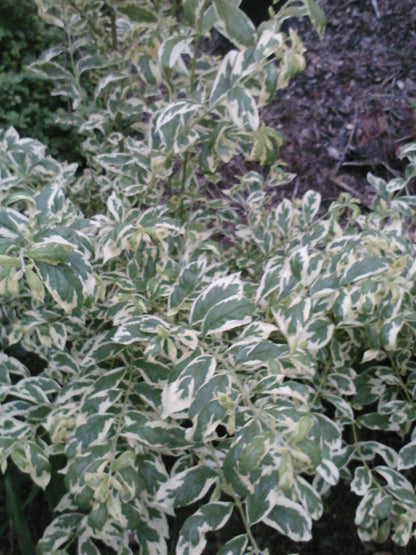 Callicarpa &quot;Duet&quot; Gorgeous Foliage-Variegated, Very Pretty Foliage-Beautiful Variegated Leaves, Eye-Catching Bright Purple Berries.