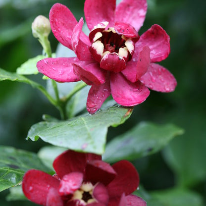 Calycanthus Aphrodite Sweetshrub- Enormous Cupped Flowers That Look a Bit Like a Deep Red Magnolia