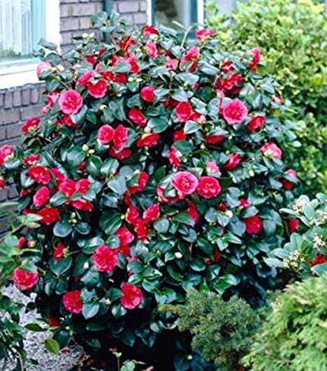 Camellia Professor Sargent - Gorgeous Red Blooms in Winter