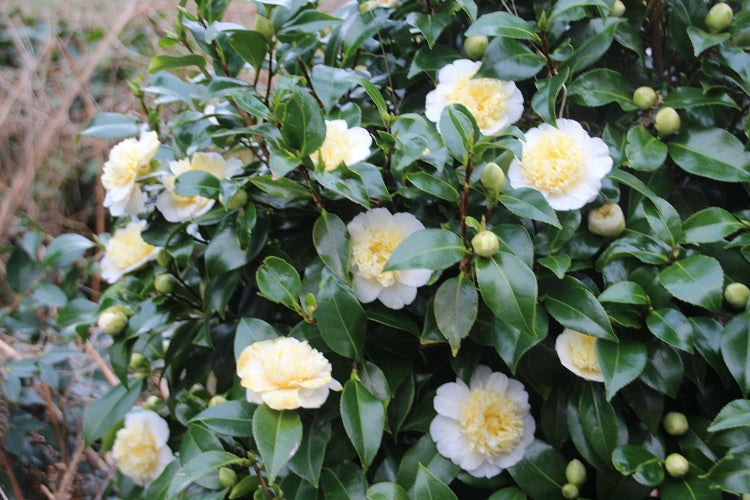 Camellia Jurys Yellow-Exotic Yellow Flowers