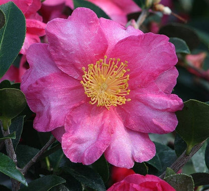 Camellia Shishi Gashira-Gorgeous Semi-Double Hot Pink Blooms