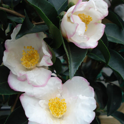 Camellia &