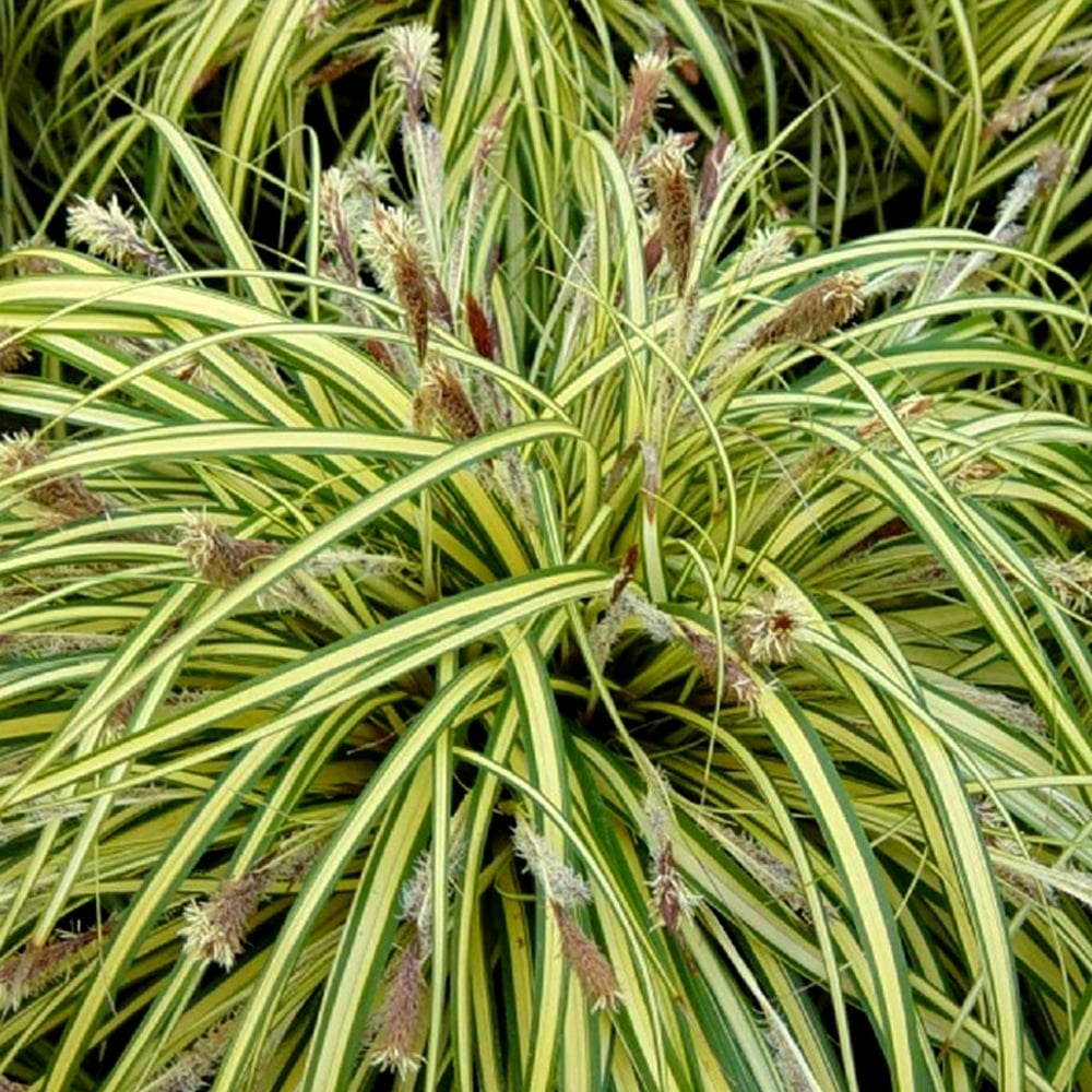 Carex Oshimensis Evergold Sedge-Striped Weeping Sedge