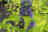 (1 Gallon) Caryopteris Hint of Gold - Gorgeous White Blooms and Glossy, Green Leaves. Very Fragrant.