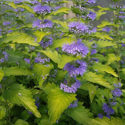 (3 Gallon) Caryopteris Hint of Gold - Gorgeous White Blooms and Glossy, Green Leaves. Very Fragrant.