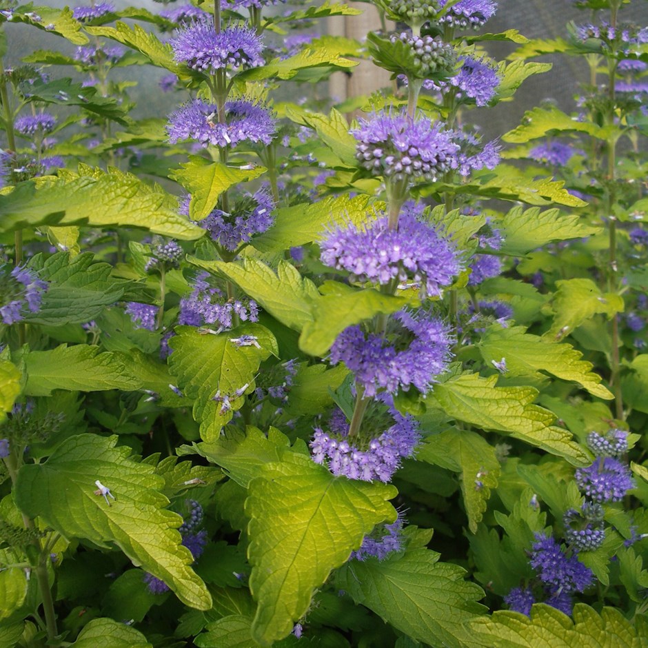 (2 Gallon) Caryopteris Hint of Gold - Gorgeous White Blooms and Glossy, Green Leaves. Very Fragrant.