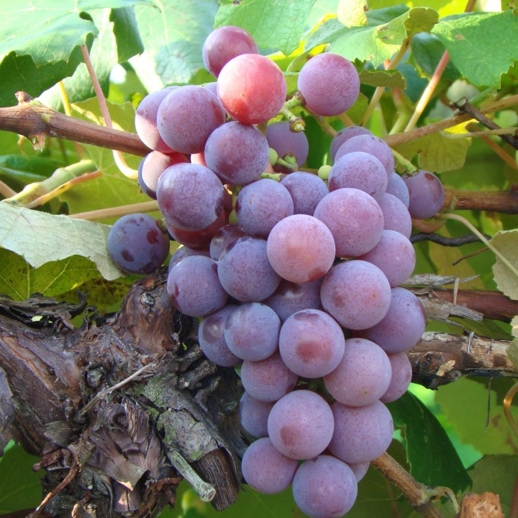 Dulcet Muscadine Grape Vine, Black Grape with Sweet Flavor, Good For Eating Fresh