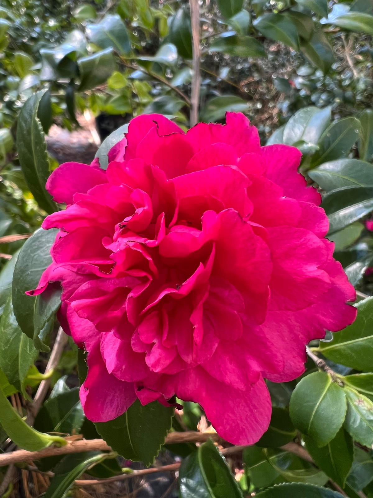 Camellia Alabama Beauty- Stunning Rosy-Red Blooms