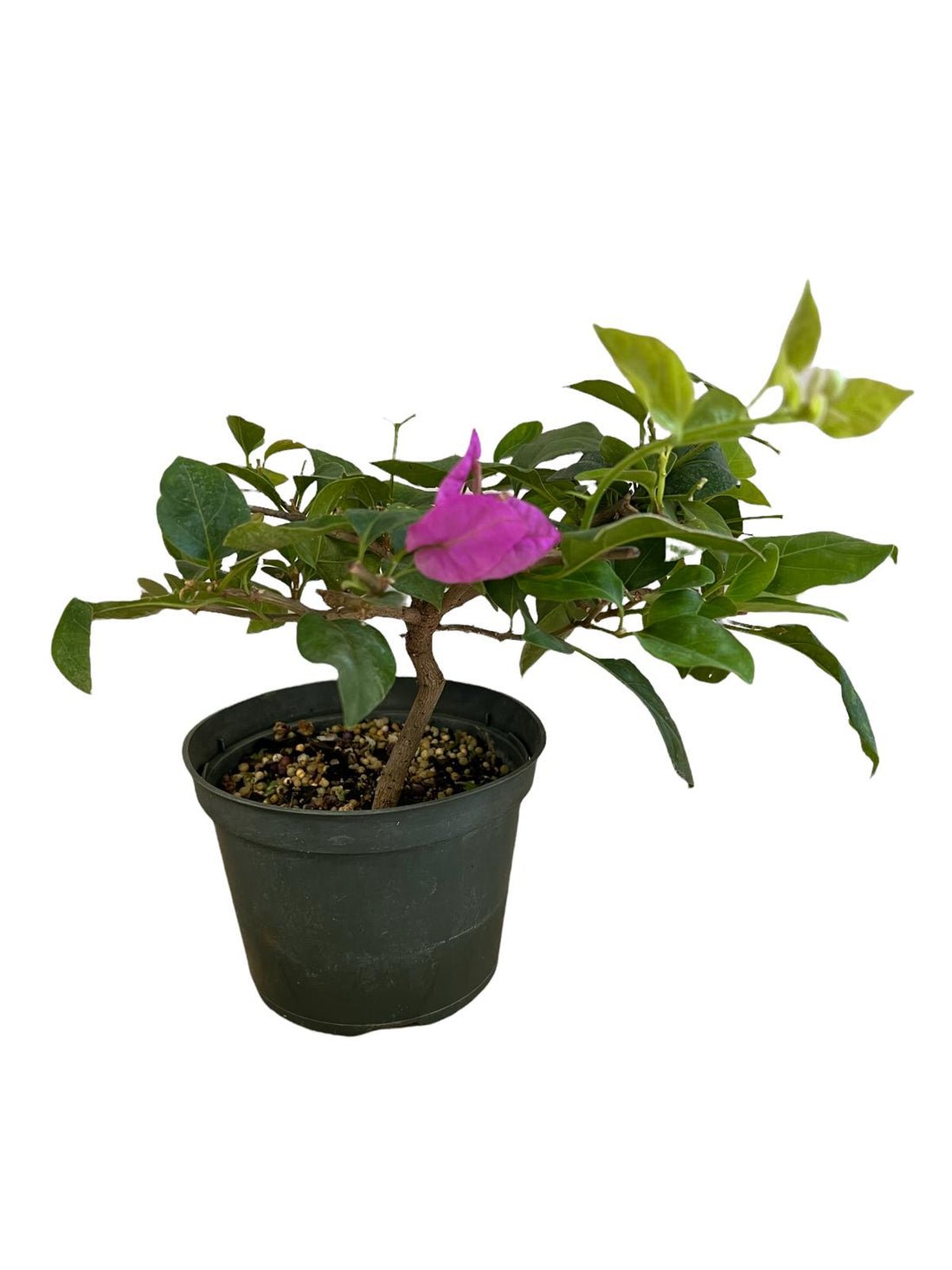 (5 Inches Pot) Bonsai Bougainvillea (Live Plant)