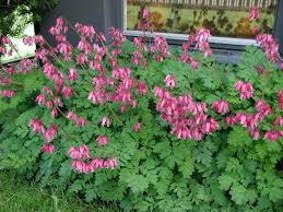 (1 Gallon) Bleeding Heart (Dwarf) -Gorgeous Heart shaped Blooms , very cold hardy