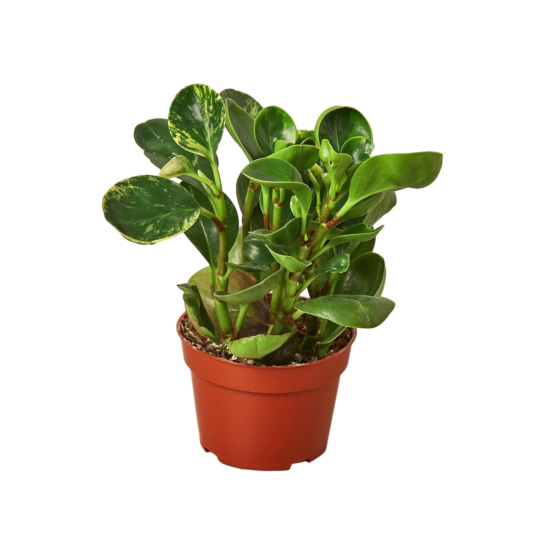 Peperomia &