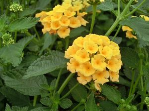 (1 Gallon) Lantana X &