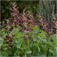 (1 Gallon) Baptisia Decadence® Dutch Chocolate Pp23872 False Indigo