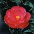 Camellia Christmas Beauty-Gorgeous Double Red Blooms