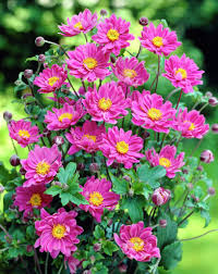 (1 Gallon) Anemone Hupehensis Japonica Pamina - is a Star Performer Featuring Masses of Double, Deep Rose, Cup-Shaped Flowers