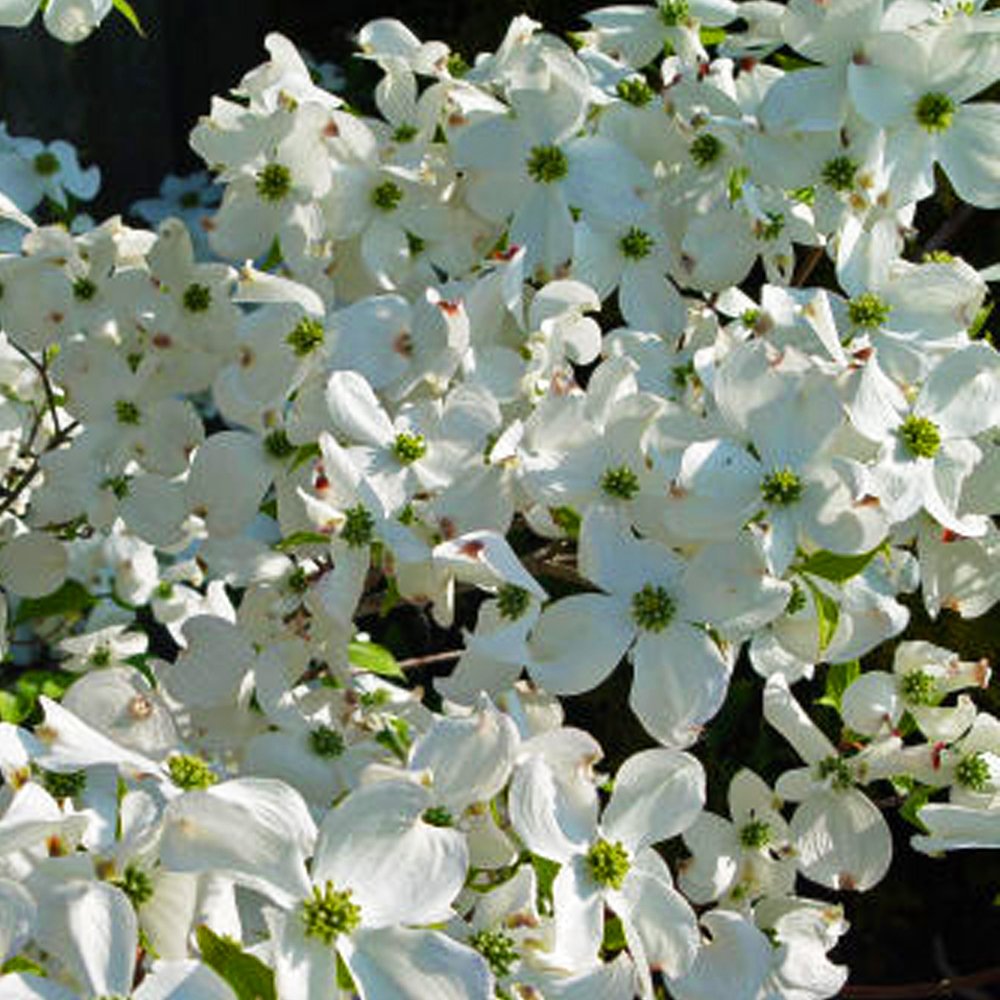 Cloud Nine Dogwood Tree- Spectacular White Blooms In Spring, Beautiful Red Leaves and Colorful Berries In Fall.